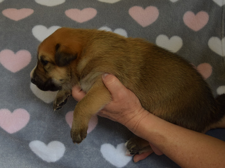 chinook puppy